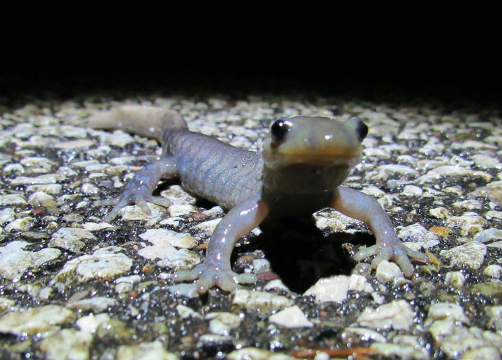 Jefferson Salamander